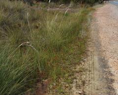 Cyperus polystachyos polystachyos