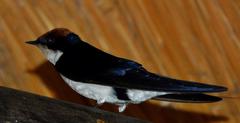 Hirundo smithii smithii