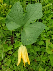 Cucurbita radicans