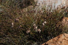 Thamnochortus acuminatus