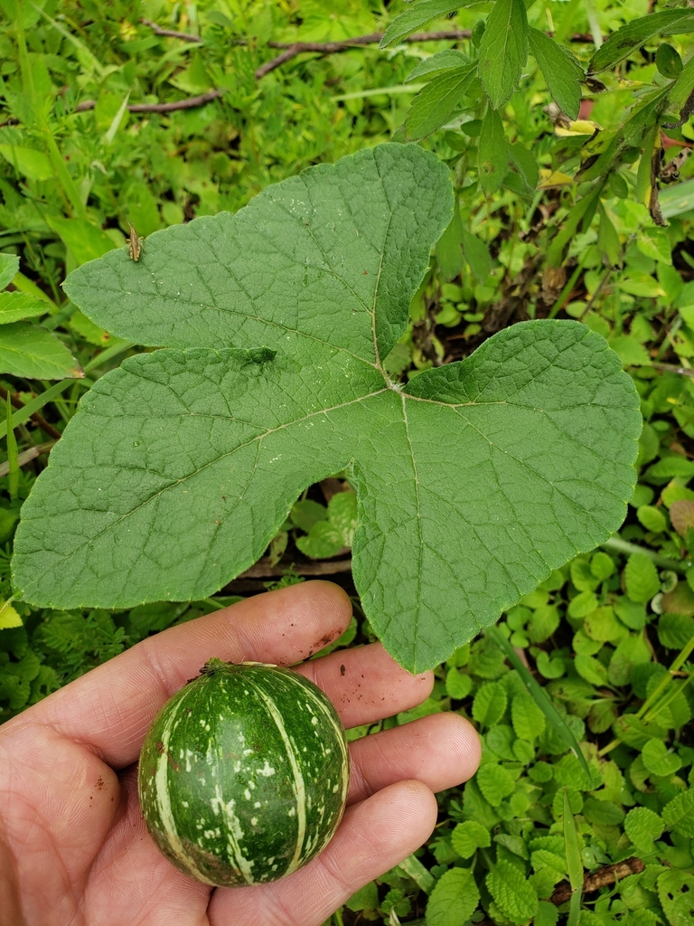coyote gourd