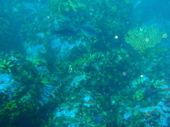 Pachymetopon blochii