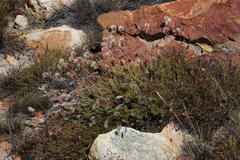 Thamnochortus acuminatus