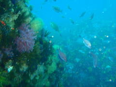 Pachymetopon blochii