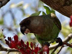 Poicephalus cryptoxanthus cryptoxanthus
