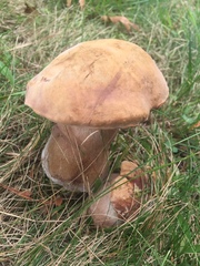 Tylopilus ferrugineus