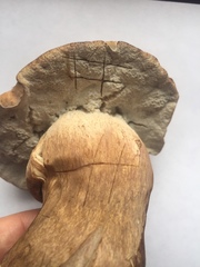 Tylopilus ferrugineus