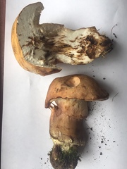 Tylopilus ferrugineus