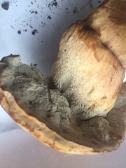 Tylopilus ferrugineus