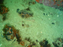 Caffrogobius nudiceps