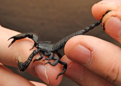 Opisthacanthus capensis