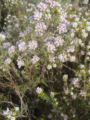 Phylica lachneaeoides