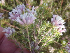 Phylica lachneaeoides