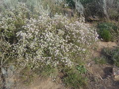 Phylica lachneaeoides