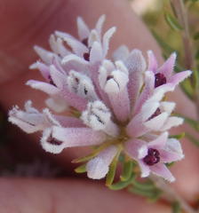 Phylica lachneaeoides