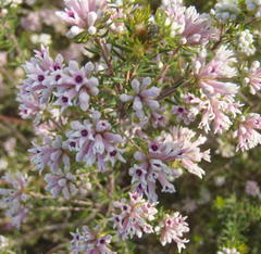 Phylica lachneaeoides