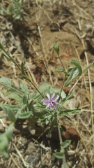 Lessingia leptoclada