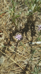 Lessingia leptoclada