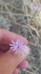 Lessingia leptoclada