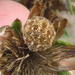 Sphaerocoris testudogrisea - Photo (c) Nicola van Berkel, algunos derechos reservados (CC BY-SA), subido por Nicola van Berkel