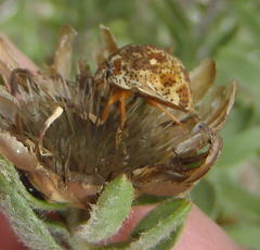 Sphaerocoris testudogrisea