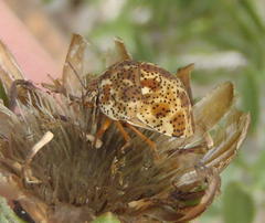 Sphaerocoris testudogrisea