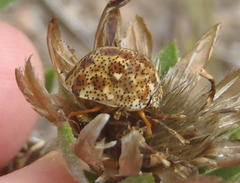 Sphaerocoris testudogrisea