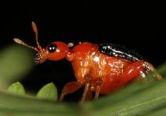 Apoderinae