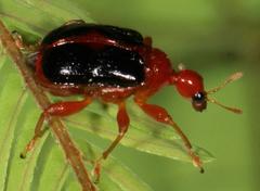 Apoderinae