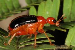 Apoderinae