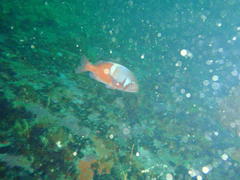 Chrysoblephus laticeps