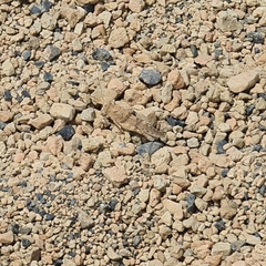 Sphingonotus willemsei