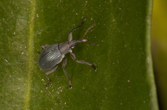 Oxystomatina