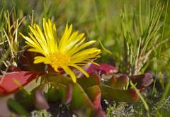 Glottiphyllum longum