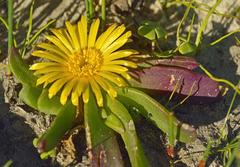 Glottiphyllum longum