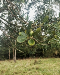 Laurelia sempervirens