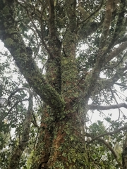 Laurelia sempervirens