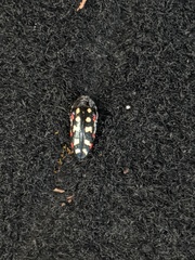 Acmaeodera gibbula