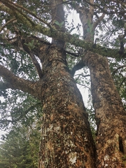 Laurelia sempervirens