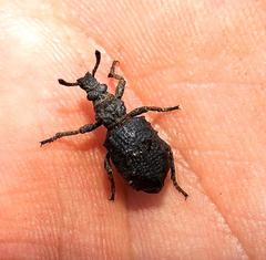 Microcerus