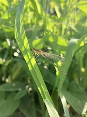 Ischnura asiatica