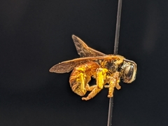 Dieunomia nevadensis bakeri