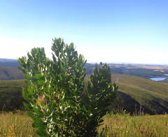 Leucospermum glabrum