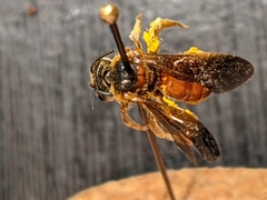 Dieunomia nevadensis bakeri
