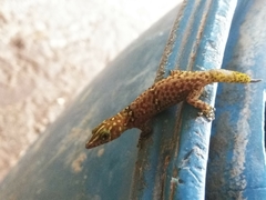 Sphaerodactylus copei