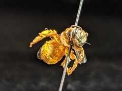 Dieunomia nevadensis bakeri