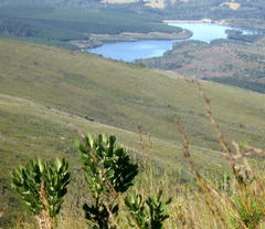 Leucospermum glabrum