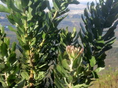 Leucospermum glabrum