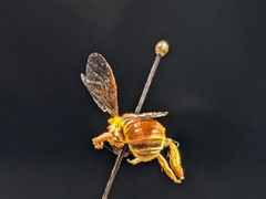 Dieunomia nevadensis bakeri