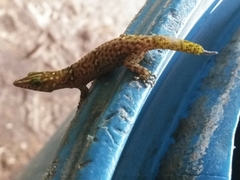 Sphaerodactylus copei